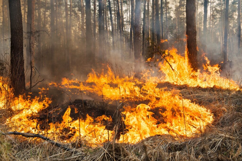 İstanbul Valiliği Orman Yangınlarına Karşı Tedbirleri Açıkladı